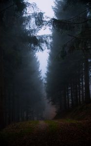 Превью обои лес, туман, трава, темный, природа