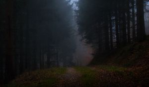Превью обои лес, туман, трава, темный, природа