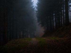 Превью обои лес, туман, трава, темный, природа