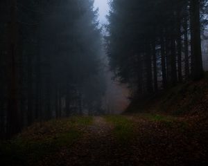 Превью обои лес, туман, трава, темный, природа