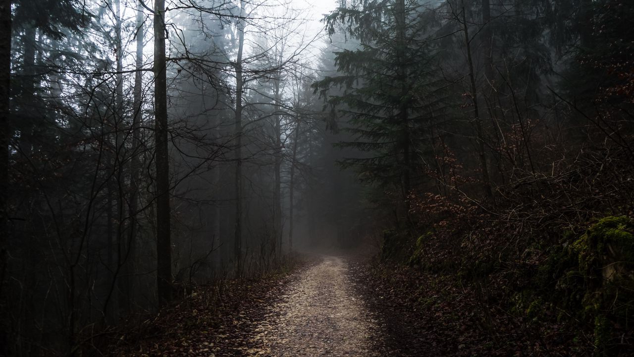 Обои лес, туман, тропинка, деревья, прогулка, осень
