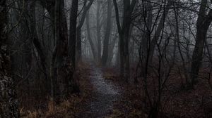 Превью обои лес, туман, тропинка, осень