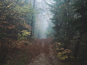 Превью обои лес, туман, тропинка, холм, природа