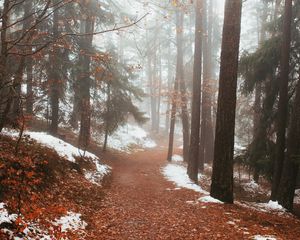 Превью обои лес, туман, тропинка, деревья, снег