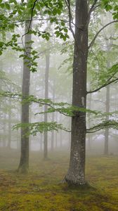 Превью обои лес, туман, весна, май, деревья