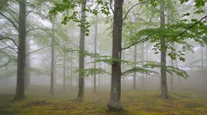 Превью обои лес, туман, весна, май, деревья