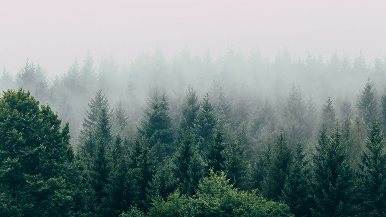 Обои лес, туман, вид сверху, деревья, небо