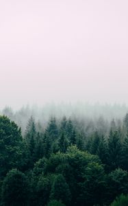 Превью обои лес, туман, вид сверху, деревья, небо