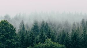 Превью обои лес, туман, вид сверху, деревья, небо