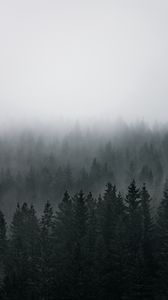 Превью обои лес, туман, вид сверху, сосны, деревья, хвойный