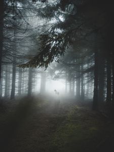 Превью обои лес, туман, волк, собака, деревья, свет