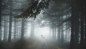 Превью обои лес, туман, волк, собака, деревья, свет