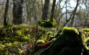 Превью обои лес, ветка, мох