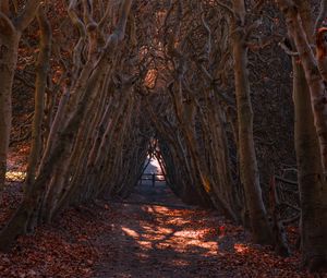 Превью обои лес, ветки, арка, осень