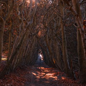 Превью обои лес, ветки, арка, осень