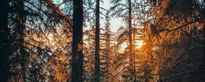 Превью обои лес, ветки, ель, солнце, лучи