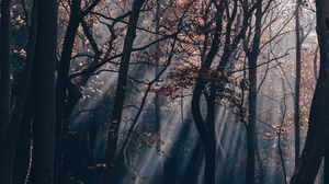 Превью обои лес, ветки, лучи, деревья, камни