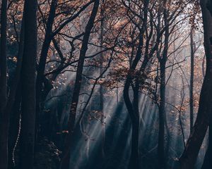 Превью обои лес, ветки, лучи, деревья, камни