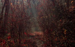 Превью обои лес, ветки, туман, осень, листва