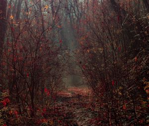 Превью обои лес, ветки, туман, осень, листва