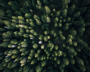 Превью обои лес, вид сверху, деревья, зеленый, обзор