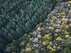 Превью обои лес, вид сверху, деревья, верхушки, граница