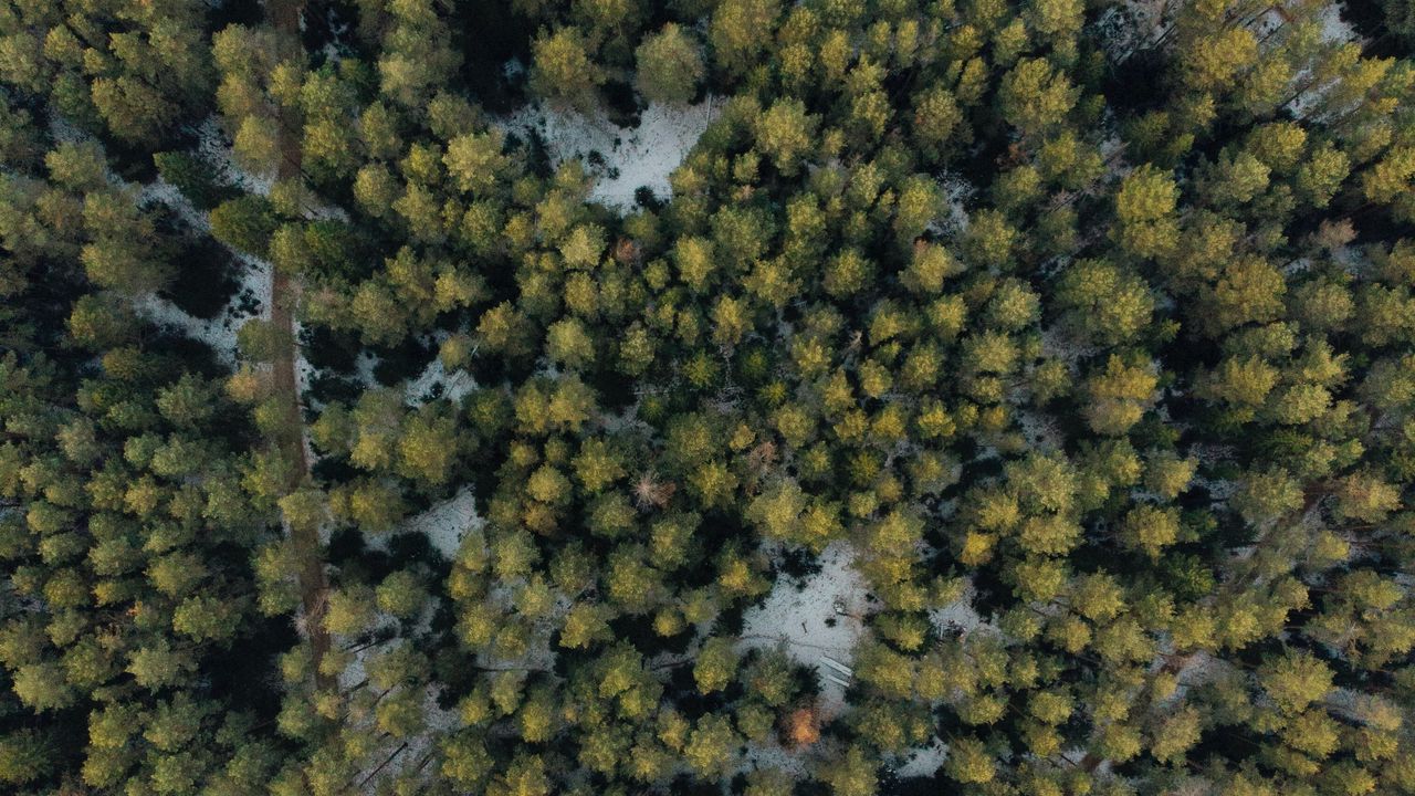 Обои лес, вид сверху, деревья, зеленый, снег