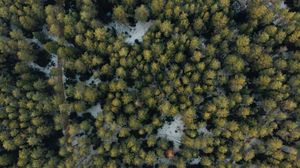 Превью обои лес, вид сверху, деревья, зеленый, снег