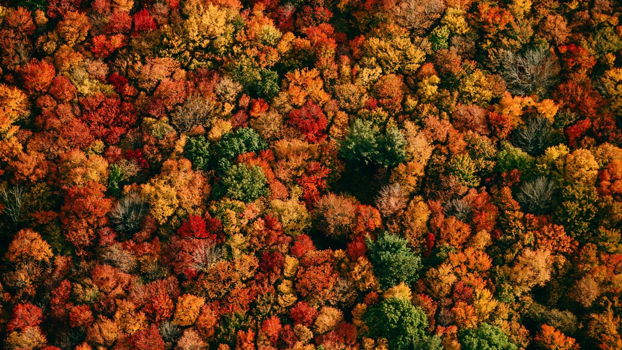 Обои лес, вид сверху, деревья, осень, разноцветный