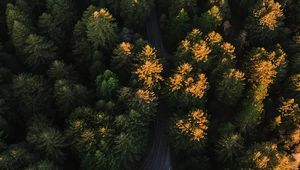 Превью обои лес, вид сверху, дорога, деревья, извилистый