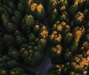 Превью обои лес, вид сверху, дорога, деревья, извилистый