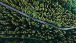 Превью обои лес, вид сверху, дорога, ель, машина