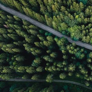 Превью обои лес, вид сверху, дорога, ель, машина