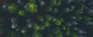 Превью обои лес, вид сверху, ель, темный