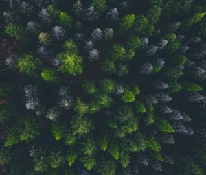Превью обои лес, вид сверху, ель, темный