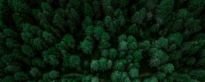 Превью обои лес, вид сверху, ель, деревья