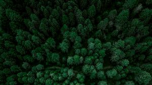 Превью обои лес, вид сверху, ель, деревья