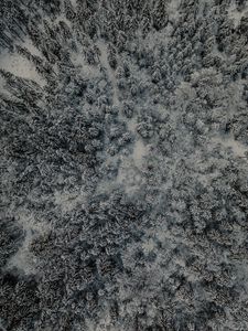 Превью обои лес, вид сверху, снег, зима