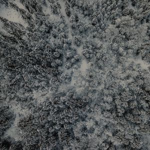 Превью обои лес, вид сверху, снег, зима