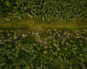 Превью обои лес, вид сверху, тропинка, деревья