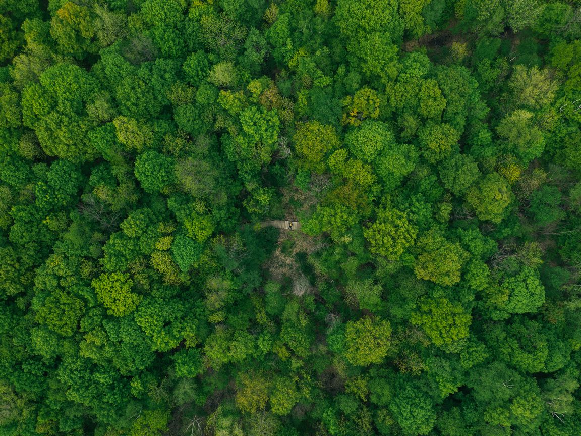 Леса Вид Сверху