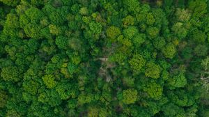 Превью обои лес, вид сверху, зеленый, деревья, верхушки