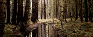 Превью обои лес, вода, ель, деревья