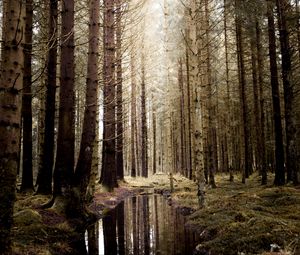 Превью обои лес, вода, ель, деревья
