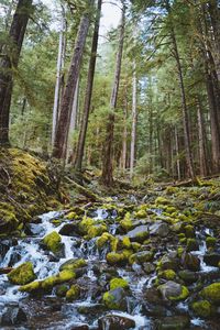 Превью обои лес, водопад, камни, течение