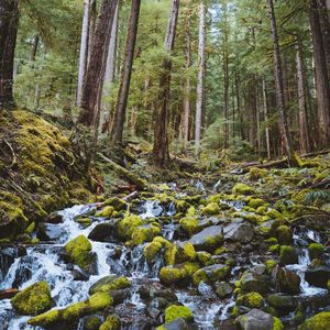 Превью обои лес, водопад, камни, течение