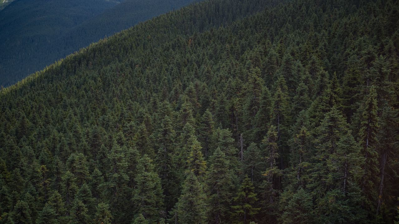 Обои лес, возвышенность, уистлер, канада