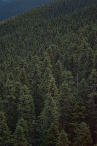 Превью обои лес, возвышенность, уистлер, канада