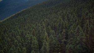 Превью обои лес, возвышенность, уистлер, канада
