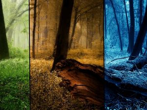 Превью обои лес, времена года, снимки, деревья, лето, осень, зима
